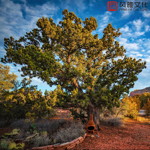 纳西妲的婬肉版小说NRT
