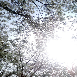 纳西妲的婬肉版小说NRT
